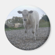 Vache Aimant