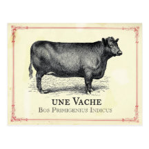 Vache Cow Postcard