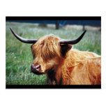 Vache des montagnes carte postale