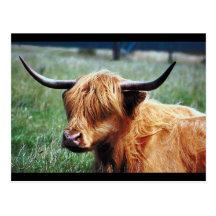 Vache des montagnes carte postale