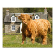 Vache des montagnes (roucoulement de Heeland) Photographie