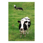 Vache du Holstein Photos Sur Toile