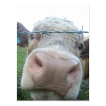 Vache écossaise carte postale