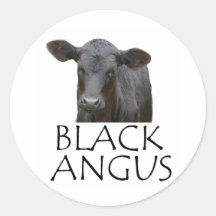Vache noire à Angus Autocollants