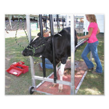 Vache noire et blanche photographies