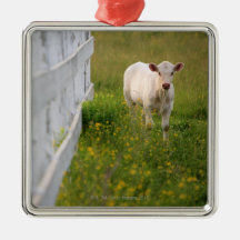 Vaches dans le domaine décoration de noël