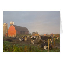 Vaches laitières du Holstein en dehors d'une grang Carte
