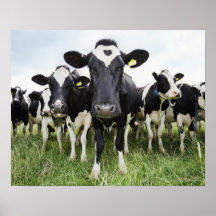 Vaches se tenant dans une rangée regardant l'appar affiche