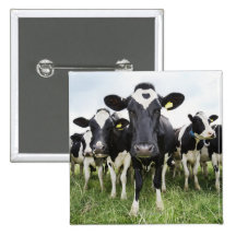 Vaches se tenant dans une rangée regardant l'appar badge