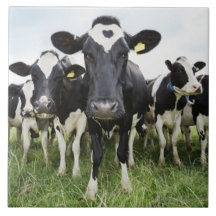 Vaches se tenant dans une rangée regardant l'appar carreau en céramique