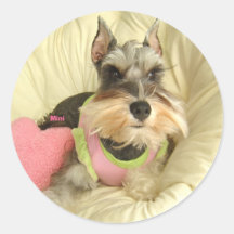 Valentine Miniature Schnauzer Round Stickers