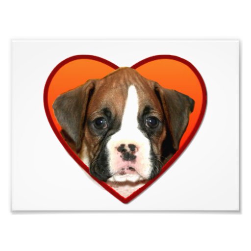Valentine's boxer puppy art photo