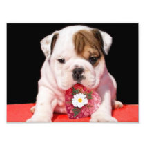 Valentine's bulldog puppy photo art