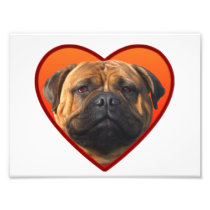 Valentine's bullmastiff dog photo art