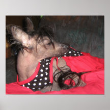 Valentine's Chinese Crested Poster