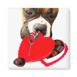 Valentine's Day Boxer with chocolates magnet