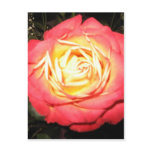 Valentines day roses post cards
