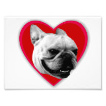 Valentine's French Bulldog Photo