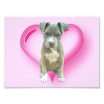 Valentines Pitbull puppy Photo