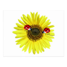 Valxart Happy Lady Bugs on yellow sunflower Post Card