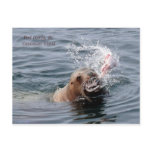 Vancouver Island Postcard