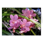 Vanda Orchids Greeting Cards