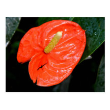 Variegated Chinese Lantern Postcard