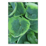 Variegated Hosta Light Green Dark Green Leaves Greeting Cards