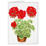 Variegated Red Geraniums Card