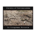 Variety of Rattlesnakes In Congress AZ... Post Card