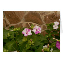 Varigated Four O'Clocks Greeting Cards