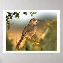Various Birds Print