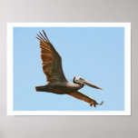 Various Birds Print
