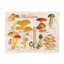 Various Mushrooms