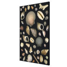 Various sea shells canvas print