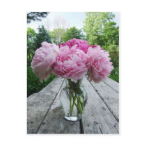 Vase of Pink Peonies Postcards