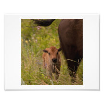 Veau de bison I Photographies