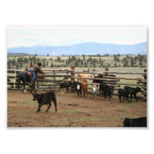 Veau Roping 5x7 de cowboy Photographes