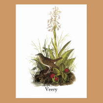 Veery, John Audubon postcards