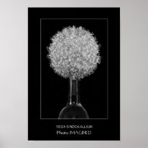 VEGA SINDOA ALLIUM POSTERS