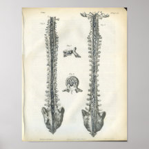 Veines de copie d'anatomie d'épine affiches
