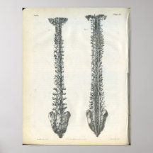 Veines de copie d'anatomie d'épine posters