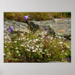 "vent d'été " posters