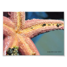 ventre des étoiles de mer 5X7 Photos Sur Toile