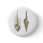 Venus Comb + a spindle snail buttons