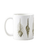 Venus Comb + a spindle snail mugs