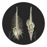 Venus Comb + a spindle snail stickers