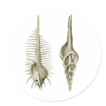 Venus Comb + a spindle snail Round Sticker