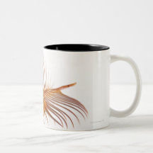 Venus Comb Murex shell (Murex pectin) against Mugs