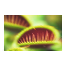 Venus Fly Trap Abstract Print on Canvas Canvas Print